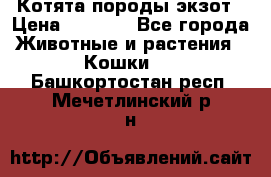 Котята породы экзот › Цена ­ 7 000 - Все города Животные и растения » Кошки   . Башкортостан респ.,Мечетлинский р-н